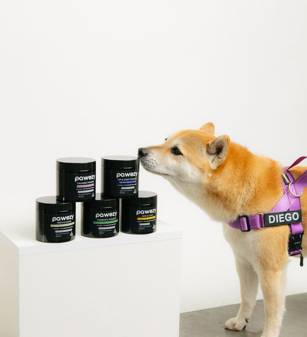 What are the Best Supplements for Senior Dogs? Types and Recommendations