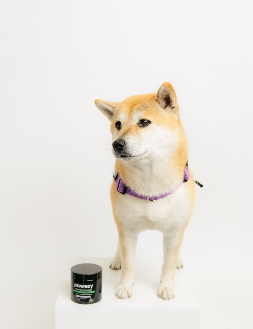 Is Your Dog’s Gut Health the Hidden Cause Behind Itching, Paw Licking, and Allergies?