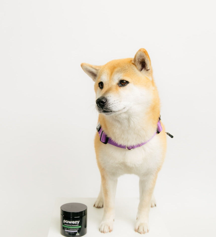 Is Your Dog’s Gut Health the Hidden Cause Behind Itching, Paw Licking, and Allergies?