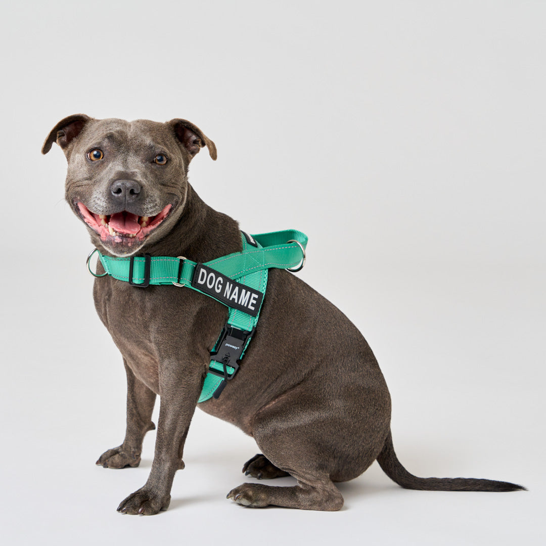 Mint dog harness best sale