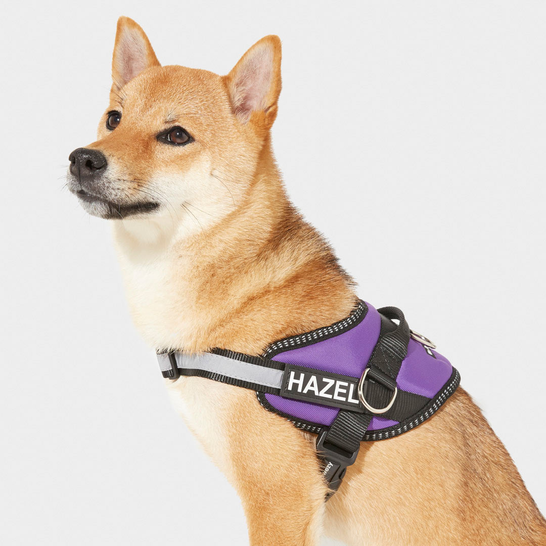 K9 2024 harness personalised